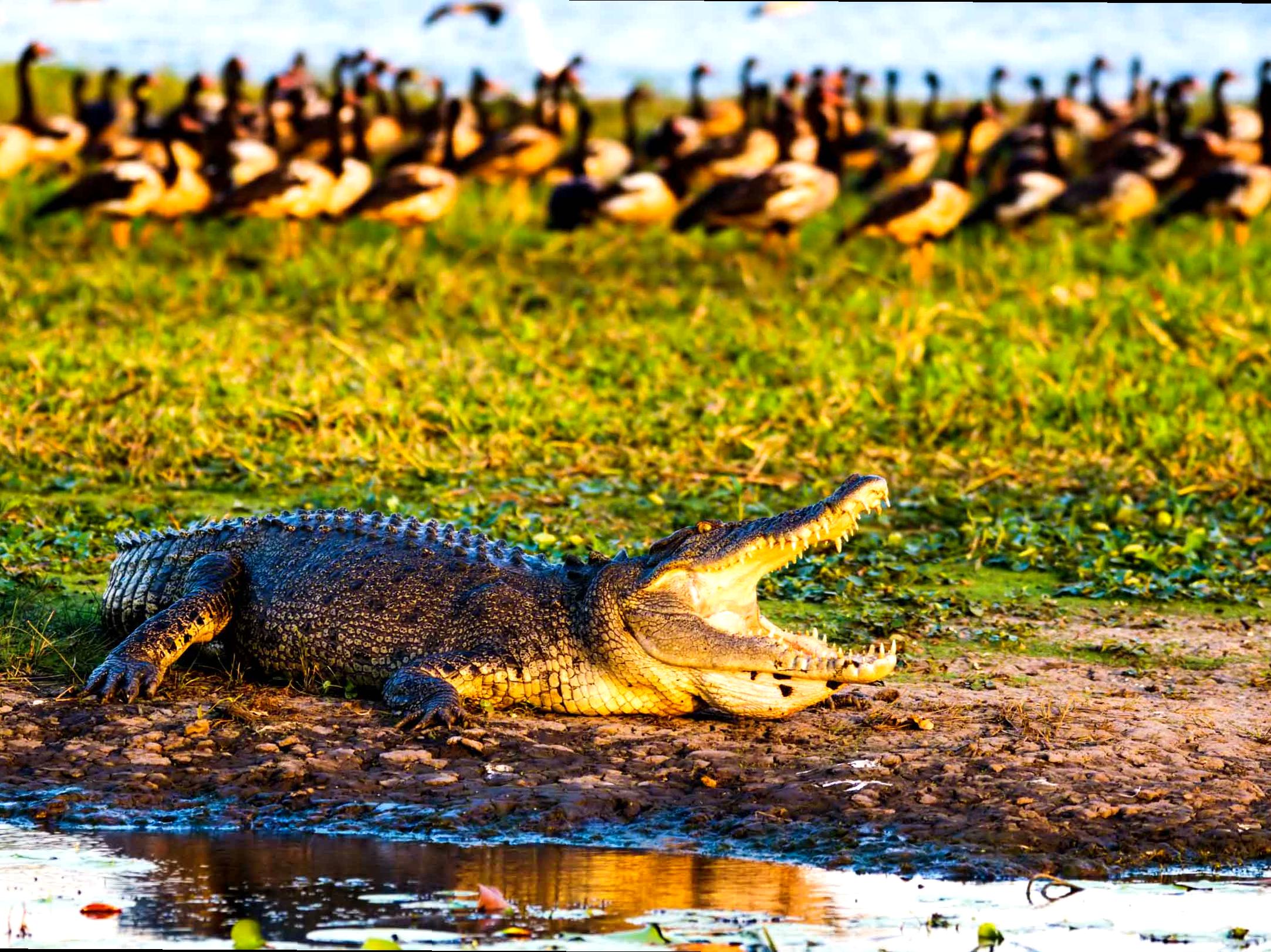 modernfashionideas | Watch Wildlife at the Mamukala Observatory: Observing Wildlife in Kakadu