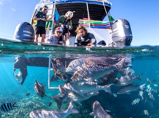 modernfashionideas | Join a Glass-bottom Boat Tour: View marine life without getting wet on a glass-bottom boat tour.