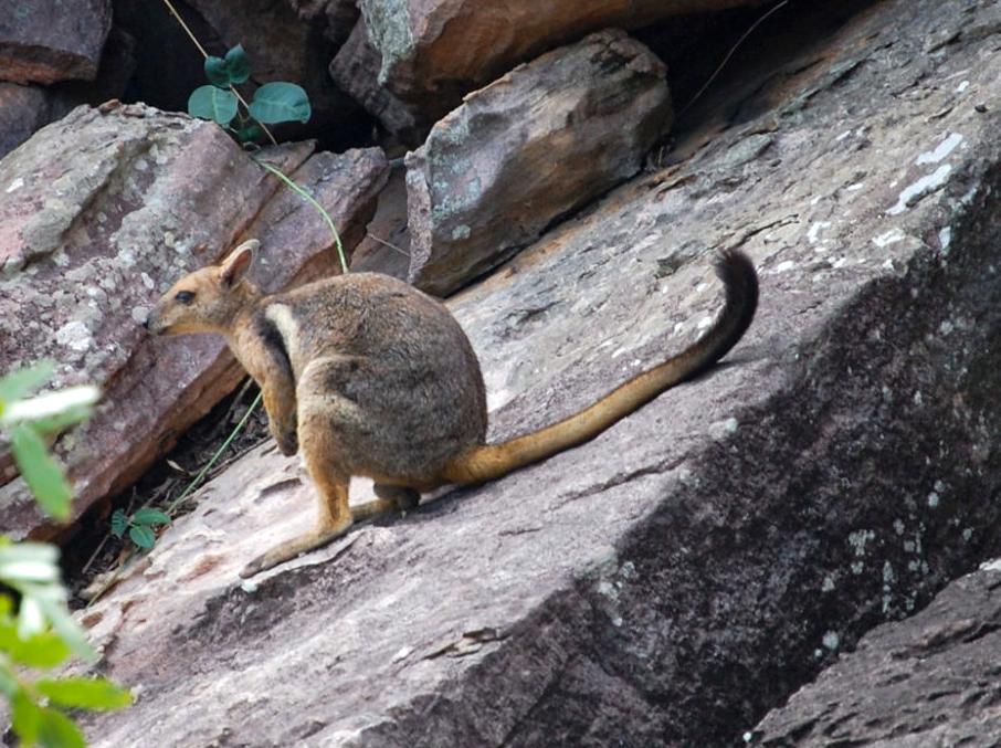 modernfashionideas | Watch Wildlife at the Mamukala Observatory: Observing Wildlife in Kakadu