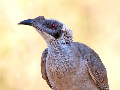 modernfashionideas | Watch Wildlife at the Mamukala Observatory: Observing Wildlife in Kakadu