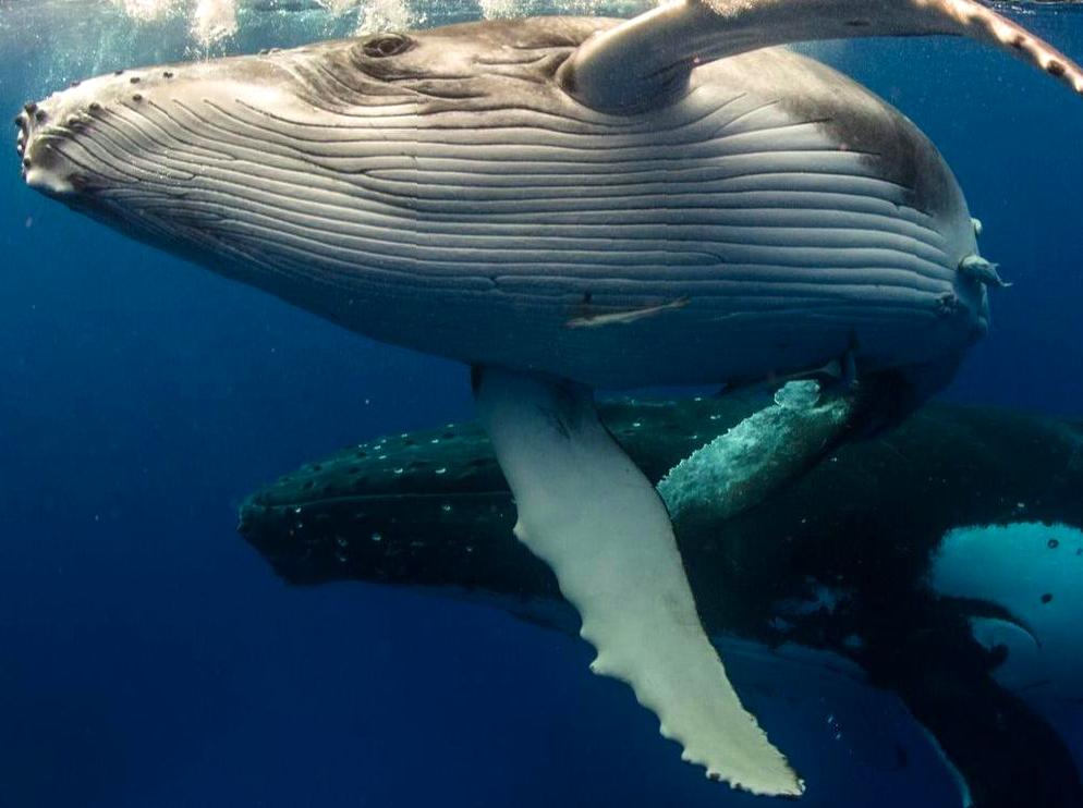 modernfashionideas | Watch Humpback Whales: Observe humpback whales during their migration.