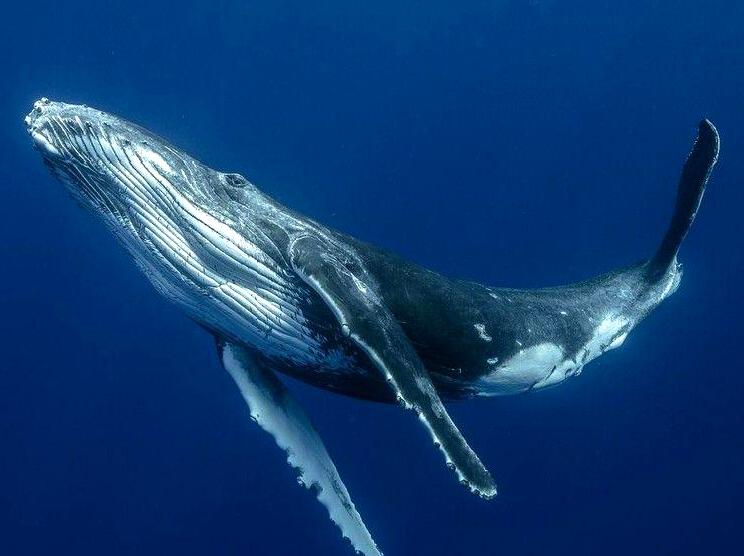 modernfashionideas | Watch Humpback Whales: Observe humpback whales during their migration.