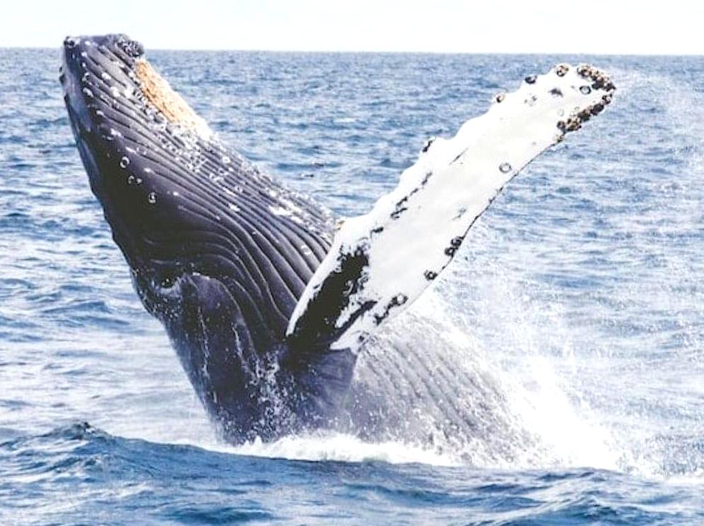 modernfashionideas | Watch Humpback Whales: Observe humpback whales during their migration.