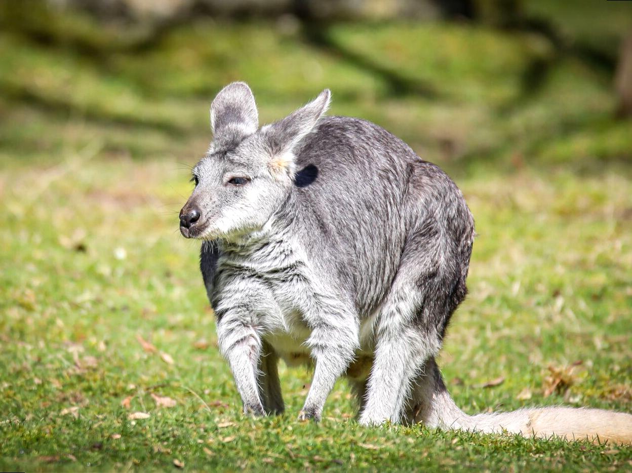 modernfashionideas | Watch Wildlife at the Mamukala Observatory: Observing Wildlife in Kakadu