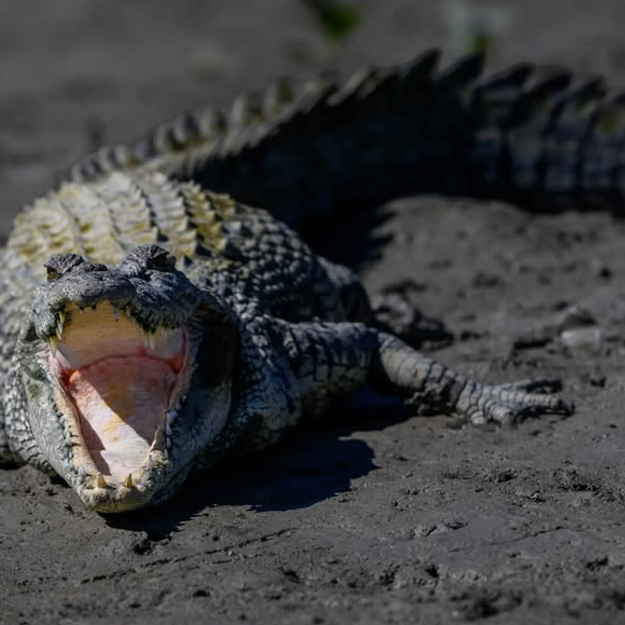 crocodile wildlife photograph