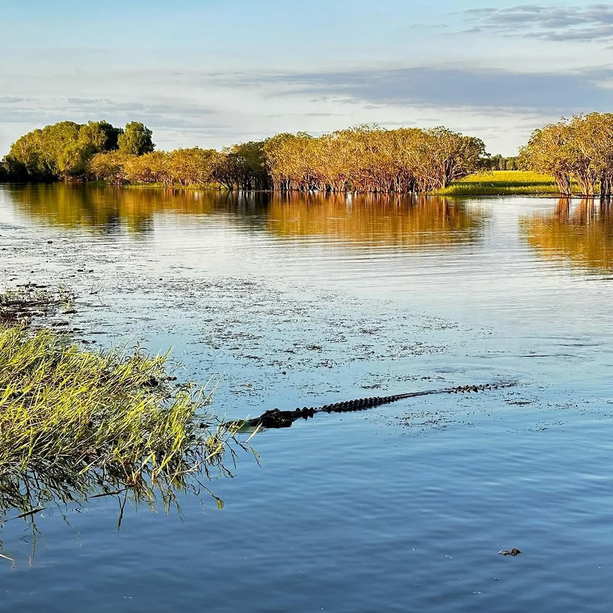 crocodile in a natural river