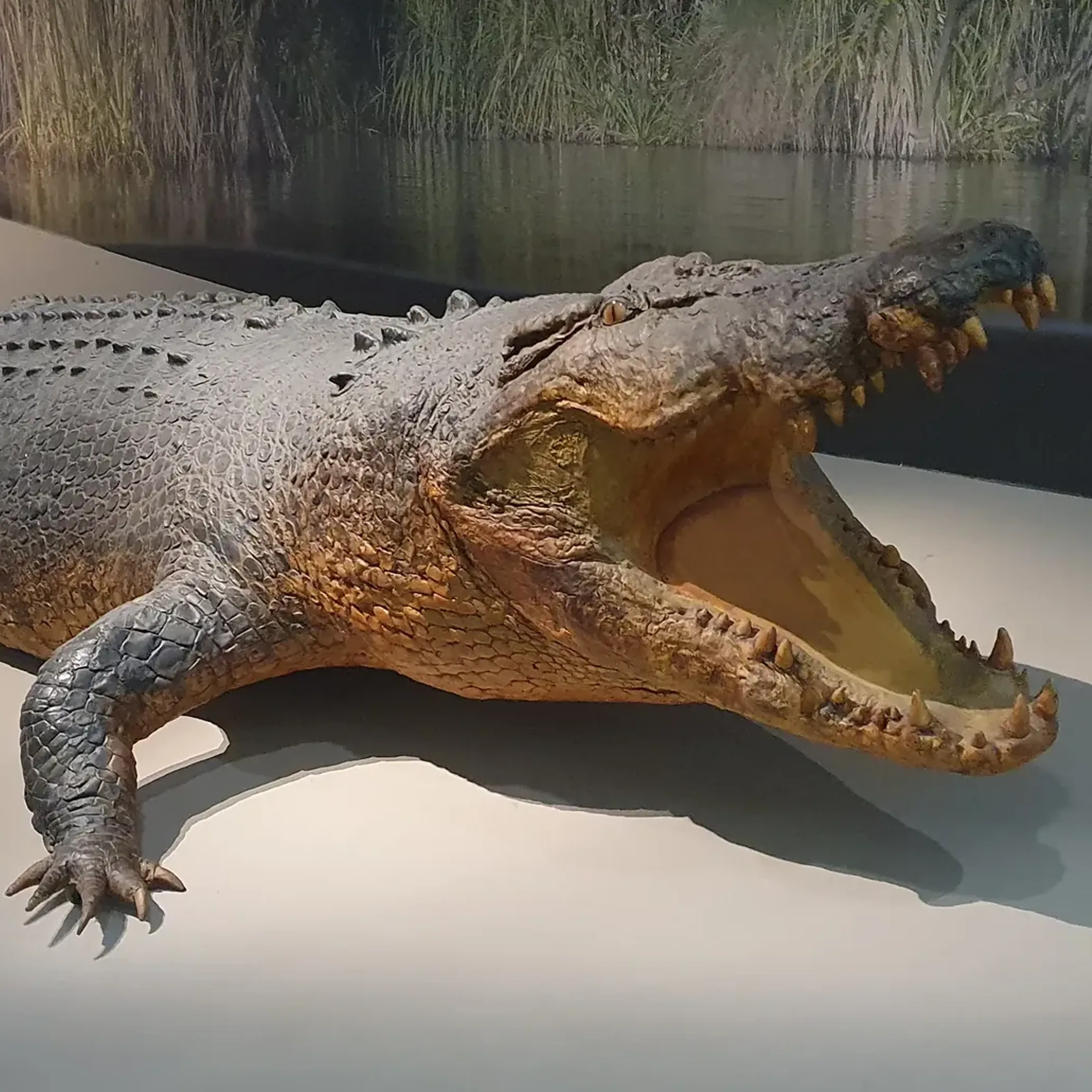sweetheart crocodile at museum