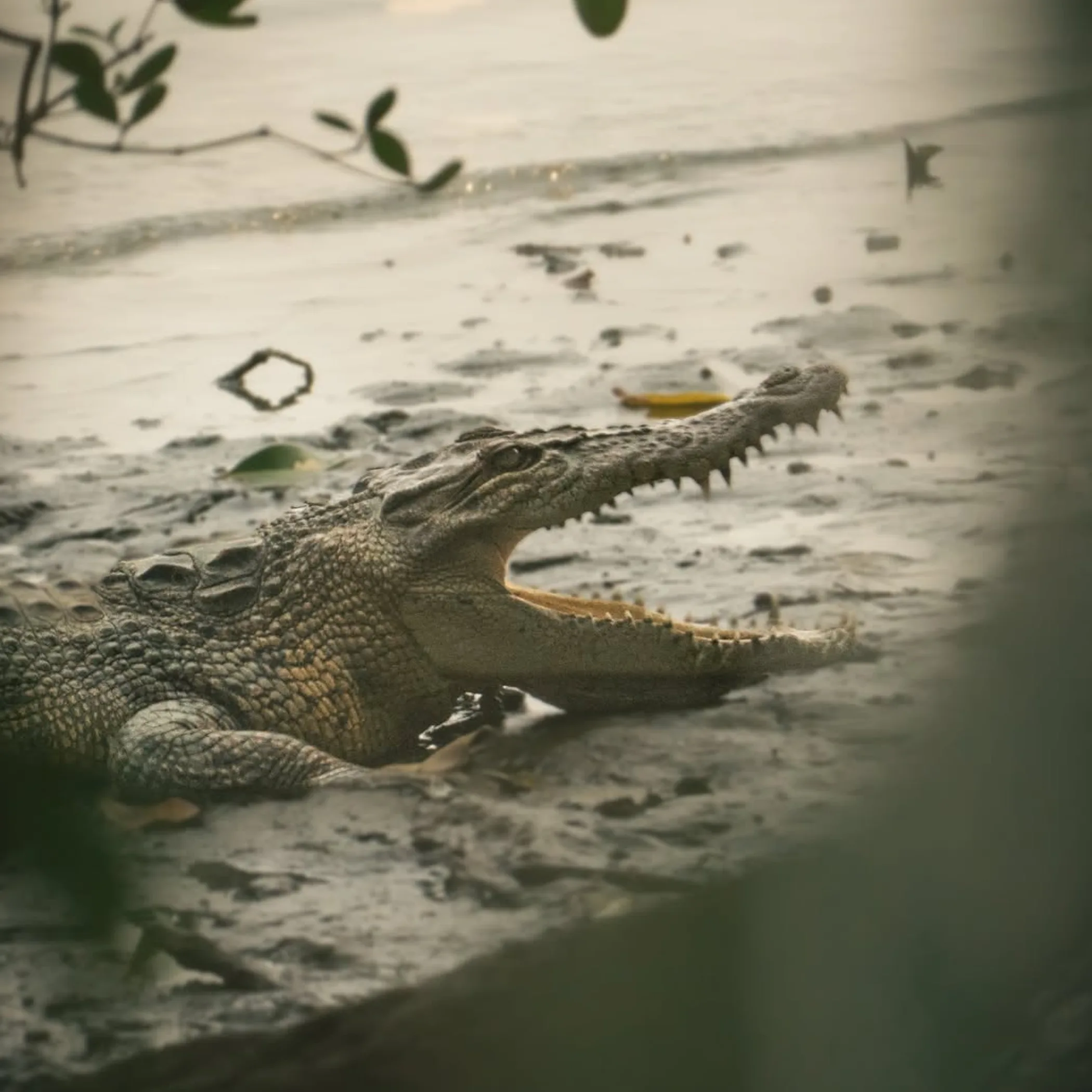 crocodile in clear photograph
