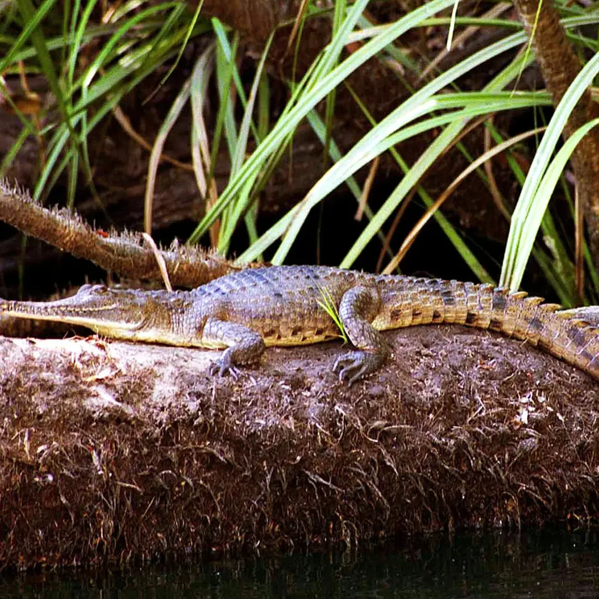 kakadu national park twin falls