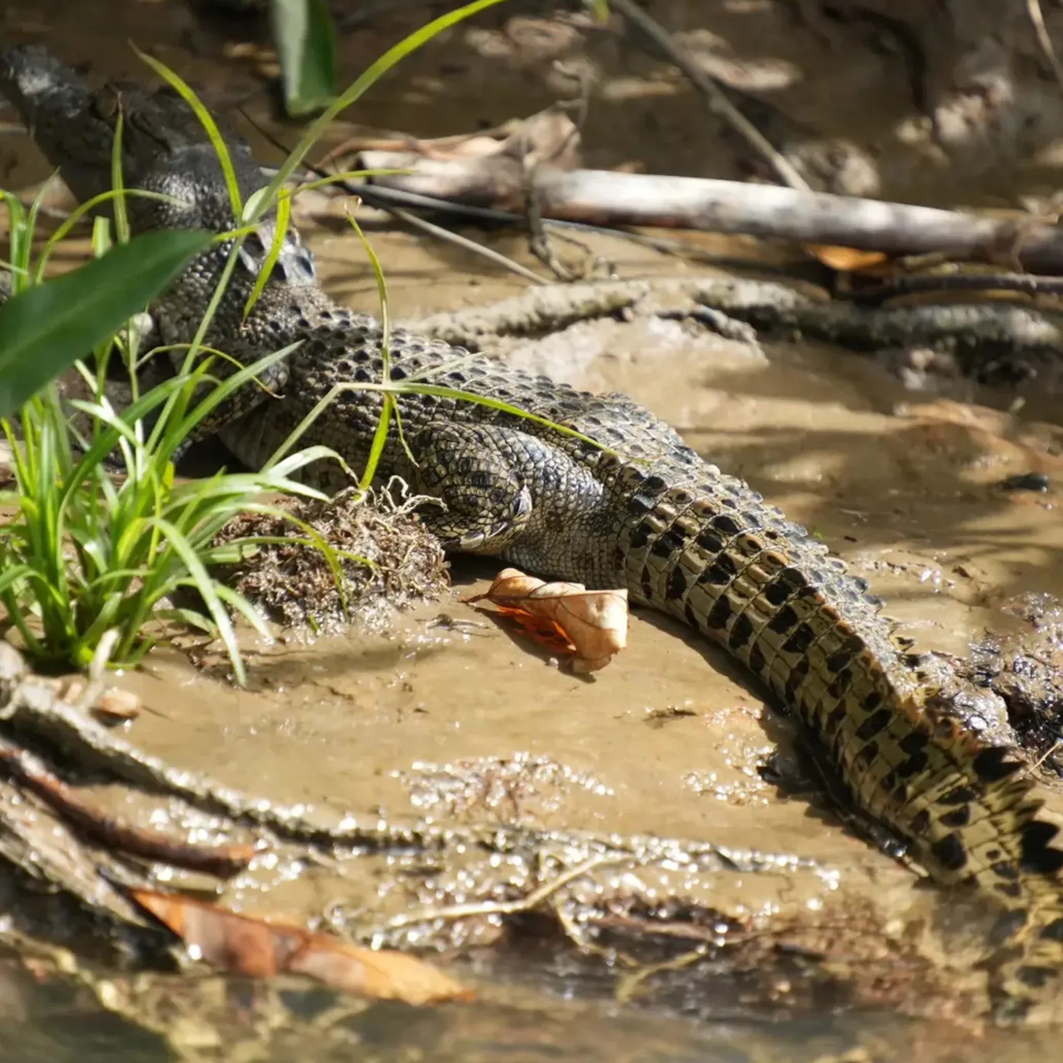 clear crocodile photograph