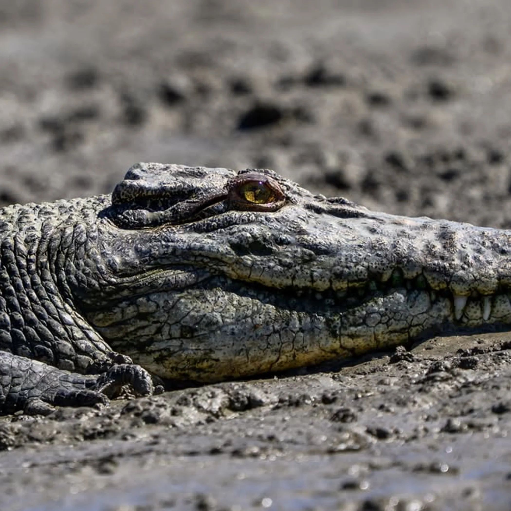 crocodile close-up photograph
