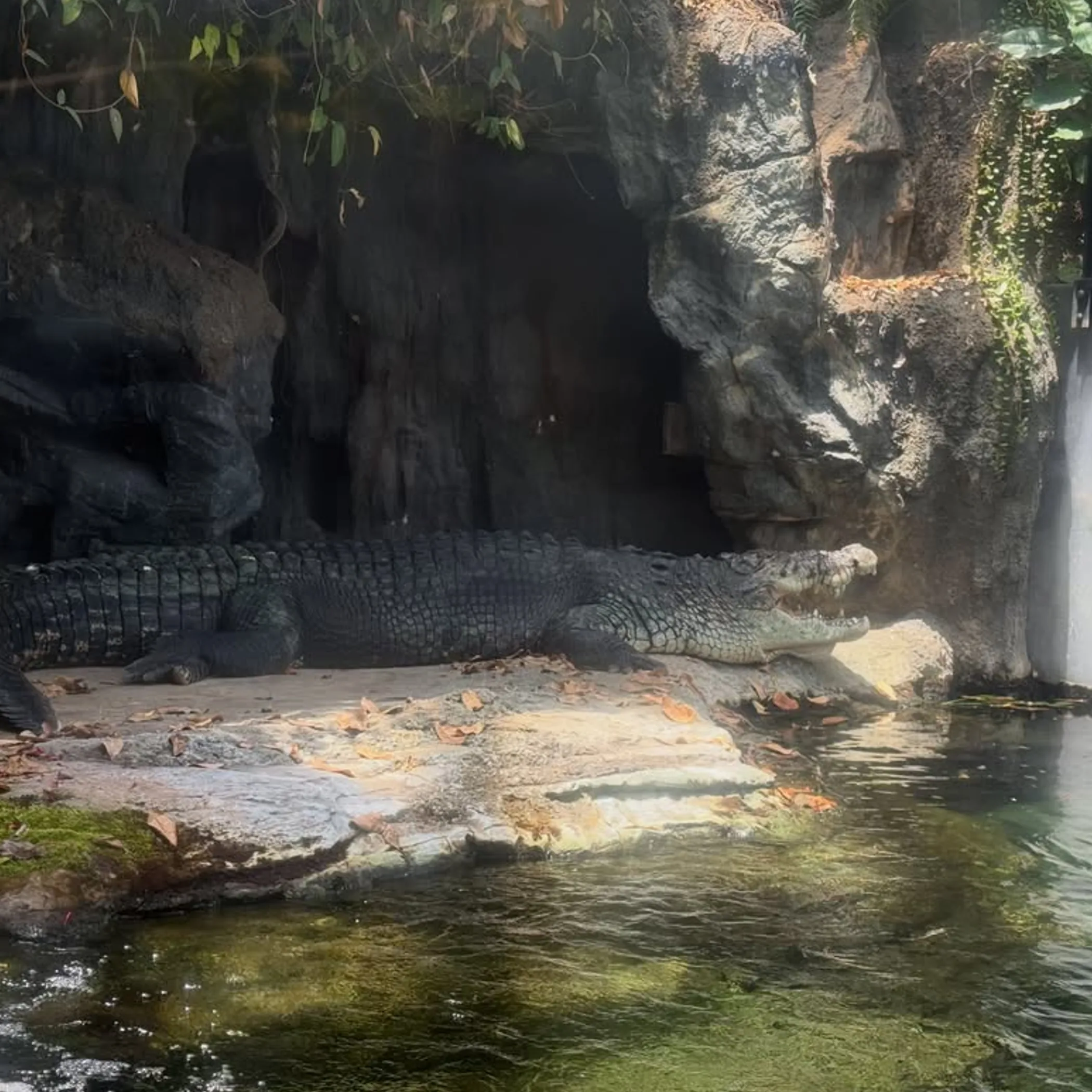 photograph of a saltwater crocodile