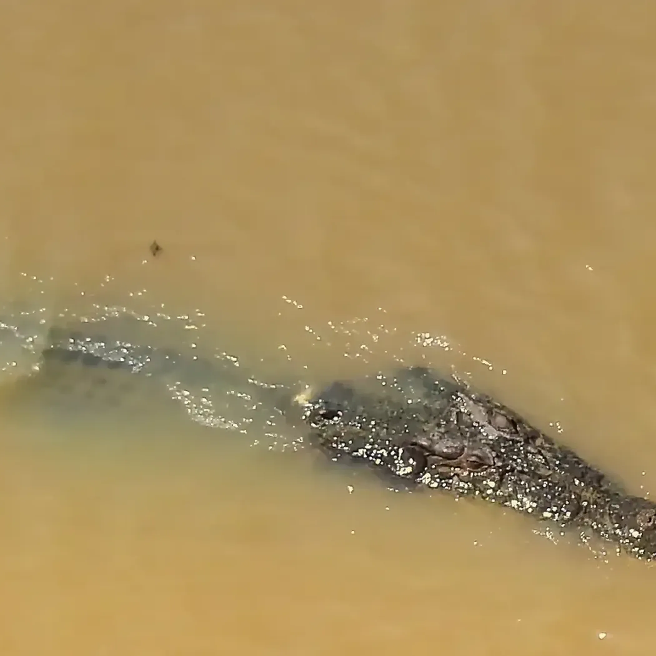 crocodile in natural water setting
