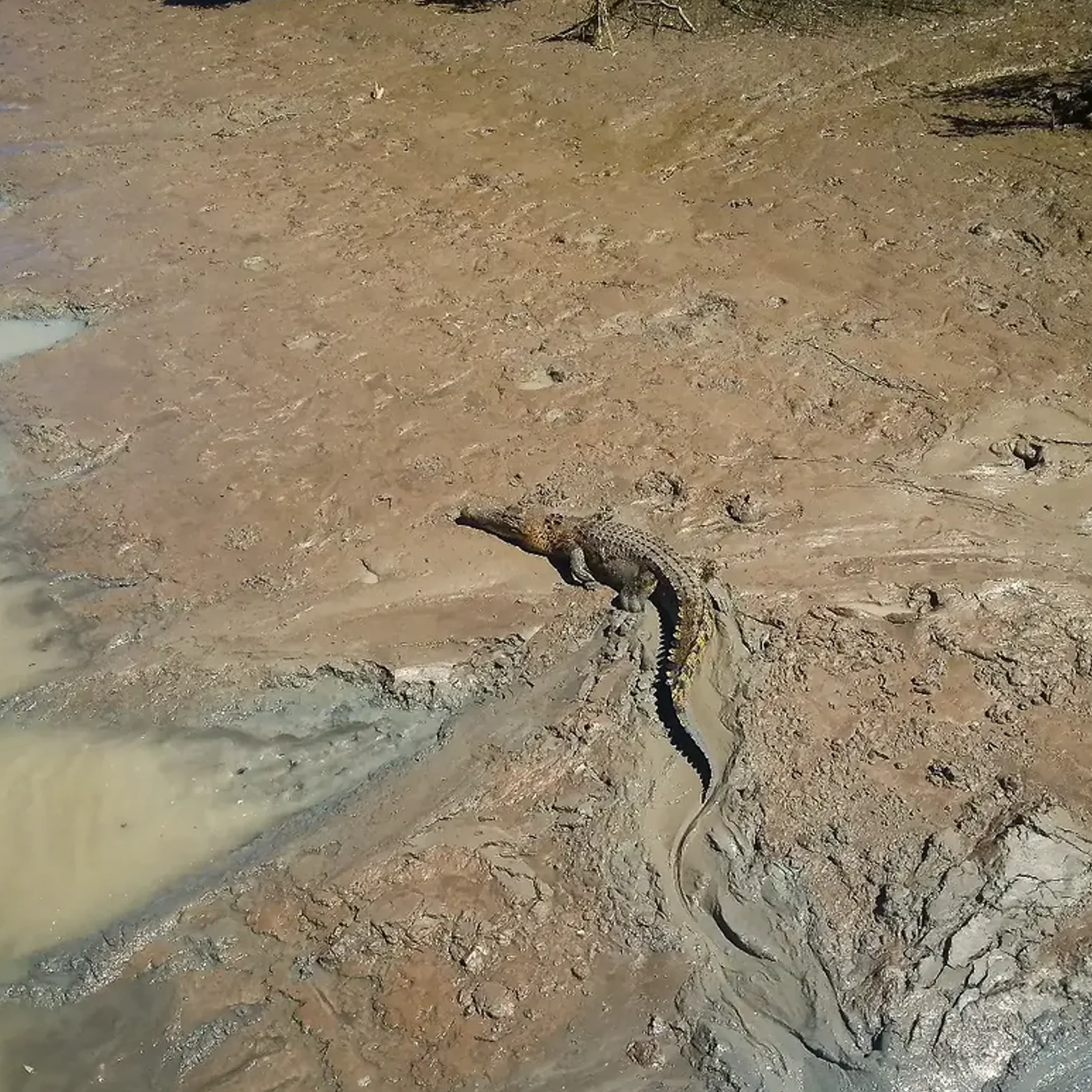 crocodile in clear photograph