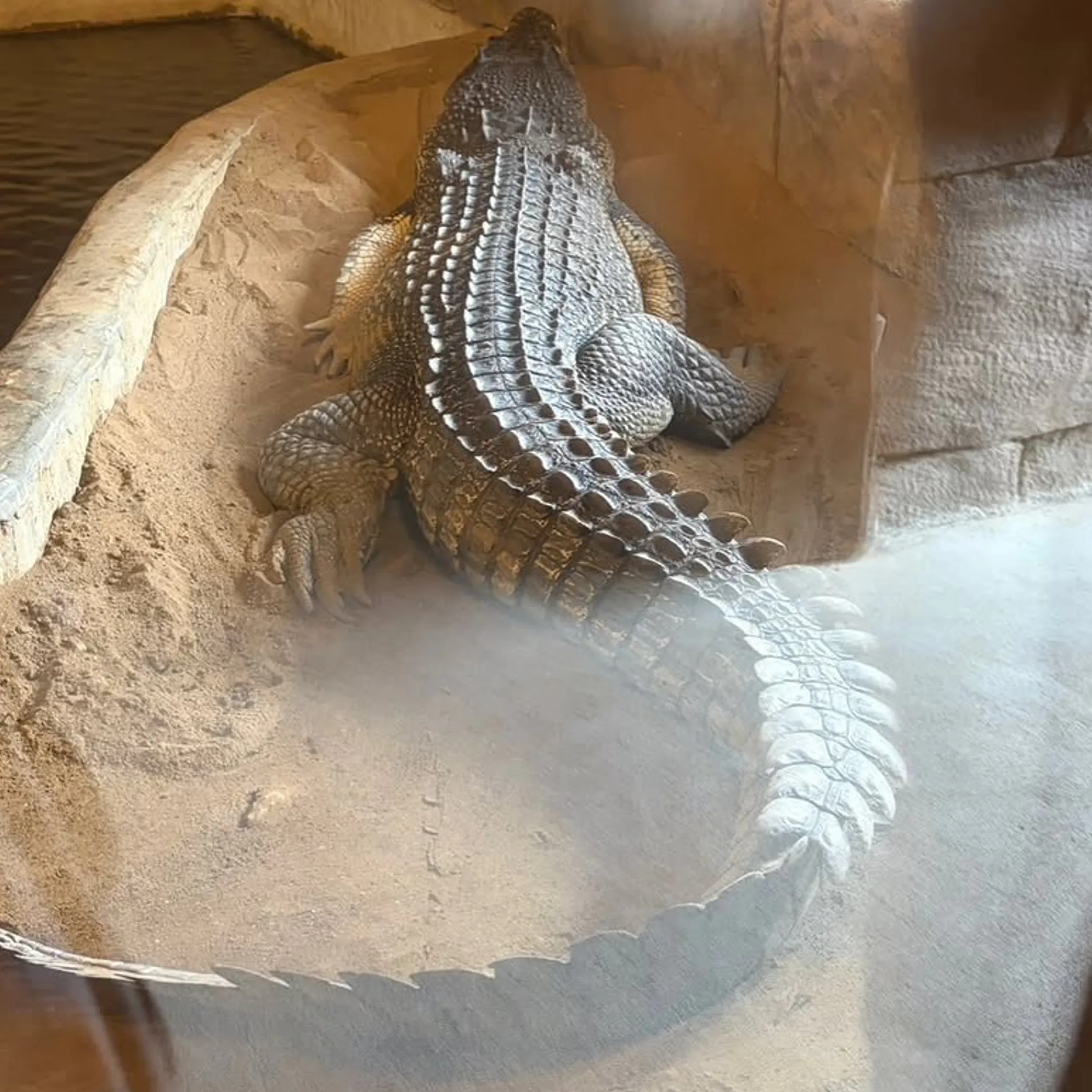 a saltwater crocodile