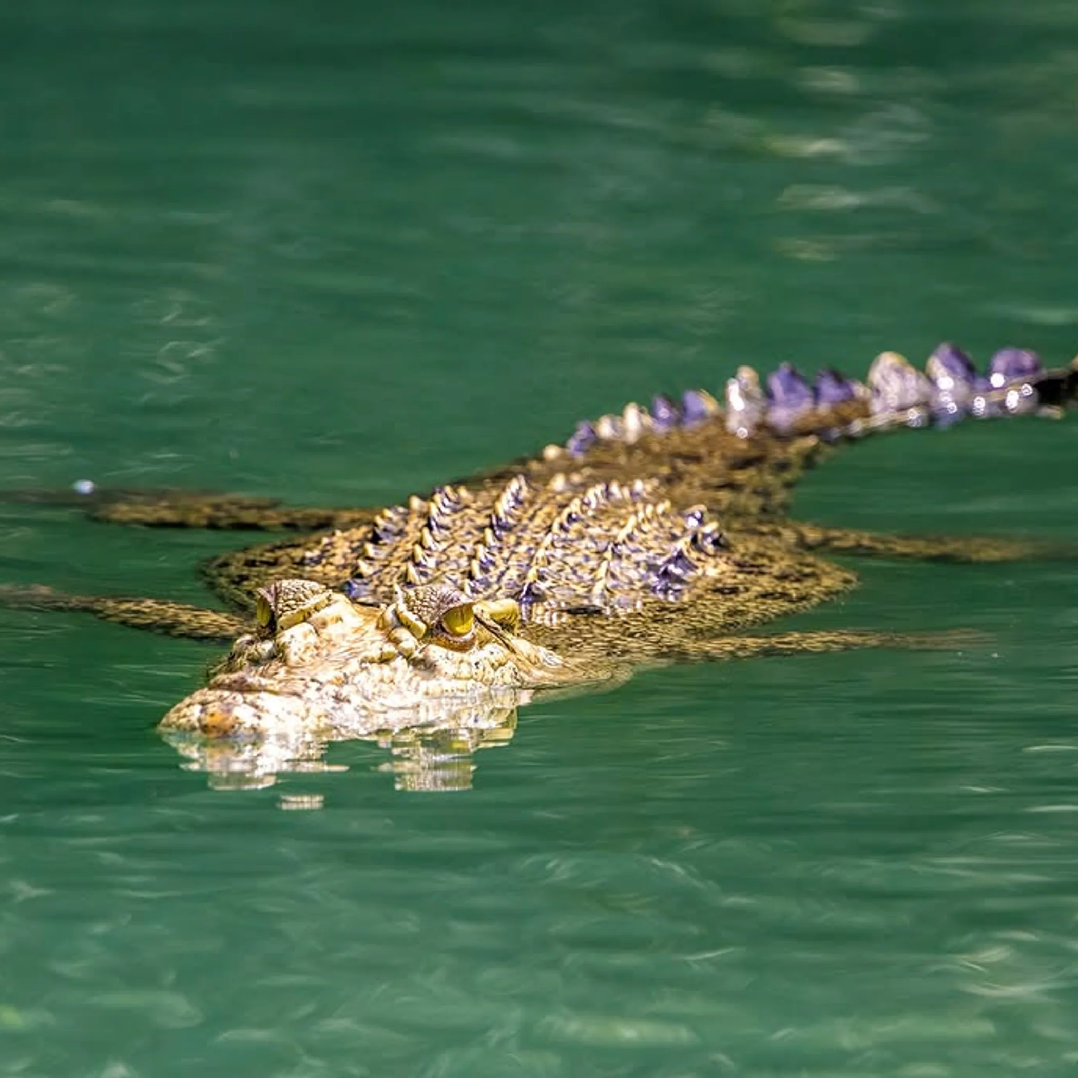 a saltwater crocodile