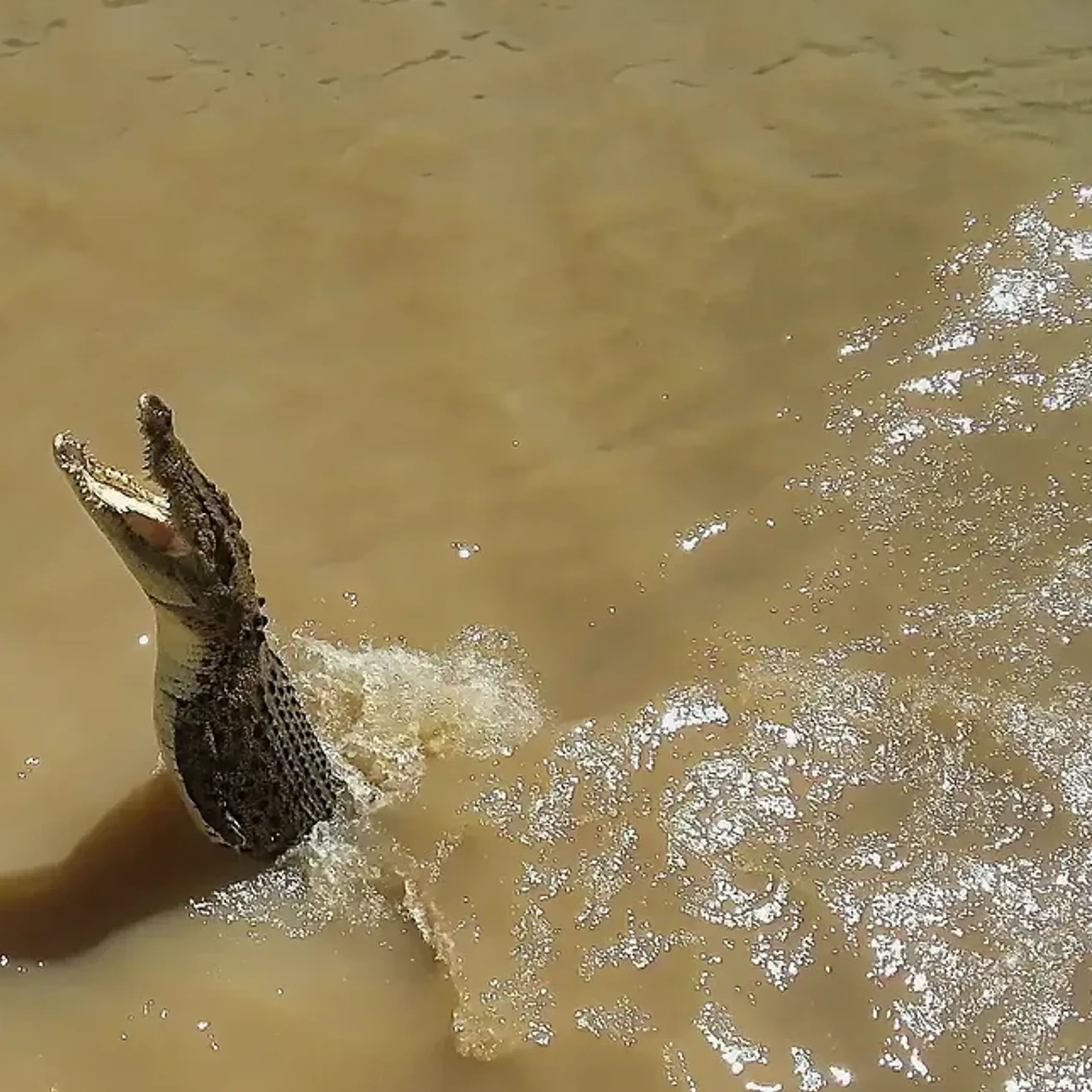 crocodile safety in top end australia